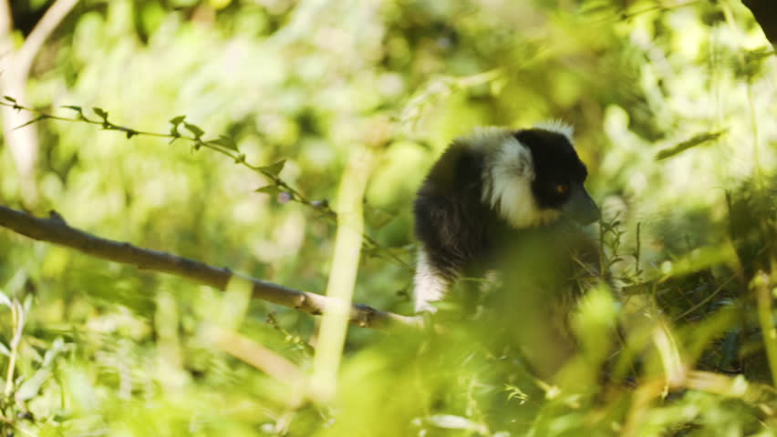Black Vari lemur eating leaves on a branch.