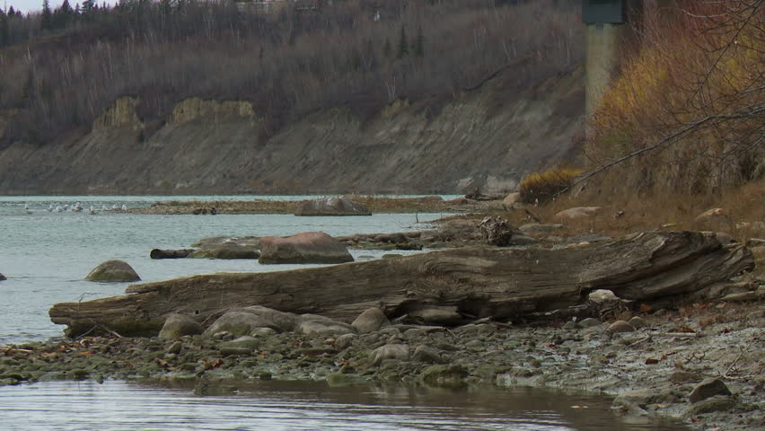 Gigantic piece of driftwood on the shore of the North Saskatchewan river.