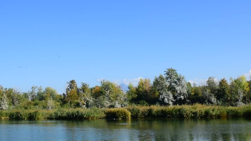 Birds in a lake