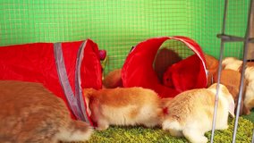Tunnel Pet tube indoor playground rabbit toy. Lop cat toys