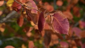 Nice color grape leaves autumn colors bright  back light 4k video full hd