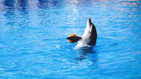 Dolphin is spinning with the ball. Performance in dolphinarium.
