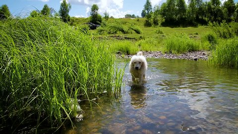 summer landscape on a mountain river. White poodle walks on water. Around the green grass and bright sunlight