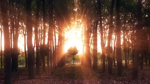 4K A small and beautiful tree between of long trees. Sun is behind of trees and shiny. Autumn leaves. Sun is shining in forest, nature. Video de stock