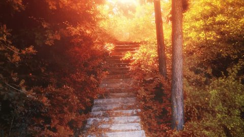 4K Autumn footage. Beauty and heavenly stairway to heaven, autumn and sunshine. Stair into forest, leaves. Religious, nature and light  jungle. 