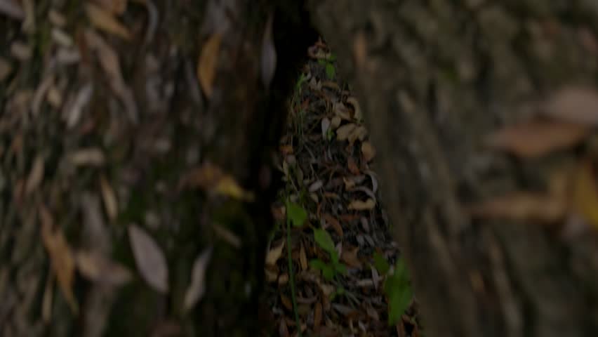 Young woman at fall outdoors sitting on broken tree, slow motion, shallow depth of field