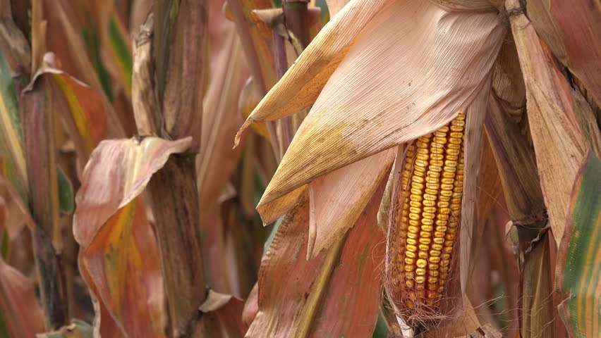 Ripe ear of corn on plant stalk ready for harvest