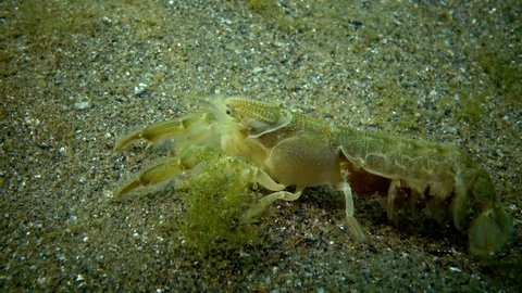 Sea cliff (Upogebia pusilla) - a species of crustaceans of the superfamily kalianasov. The species is listed in the Red Data Book of Ukraine.