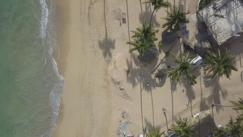 Dominican Republic shore beach with palm tree