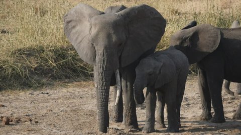 slow motion clip of a baby elephant snuggling up to its mother at tarangire national park in tanzania- originally recorded at 180fps