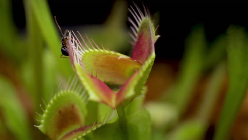 Venus flytrap catching live food. Ant being caught by a carnivorous plant close up. Ant eating Venus fly trap. Catching prey. Ant eater. 