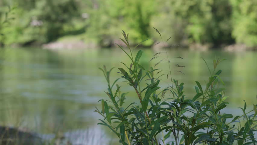 A bush on the shore of the Donaukanal river in Vienna, Austria.