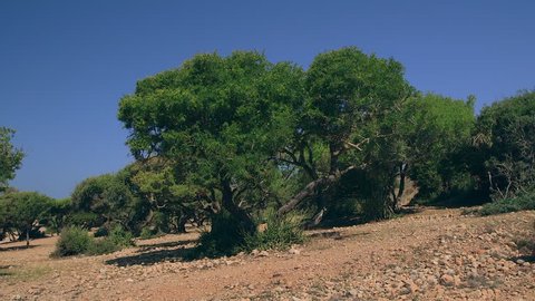 Pan Across Argan Tree Farm Morocco Stock Footage Video (100% Royalty ...