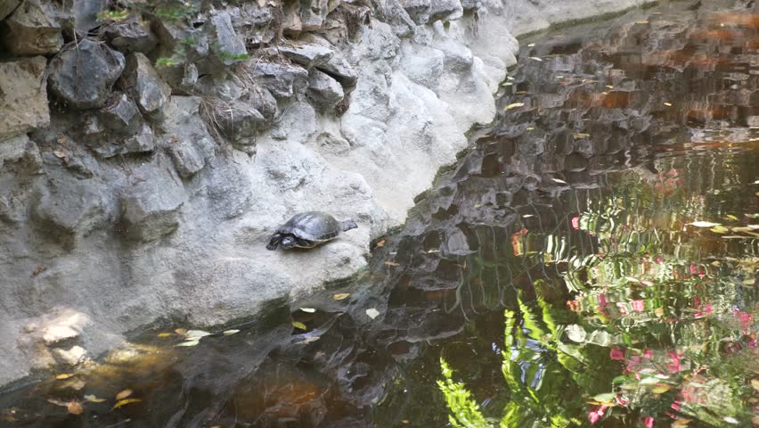 Turtle in the pond. Turtle sitting on a rock next to a pond. Turtle moving its limbs and head. Plants and stones reflected in the water.(Super Total) - NATIONAL GARDEN, ATHENS