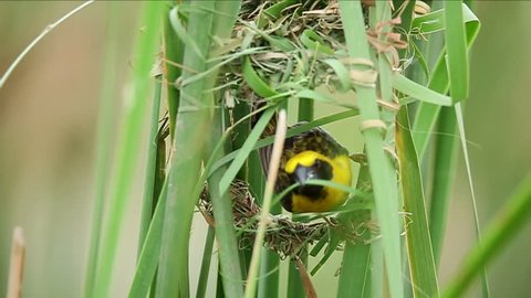 Asian Golden Weaver bird creating a nest on a branch of Lesser Bulrush tree or Narrowleaf cattail in a good environment. ,Closed up