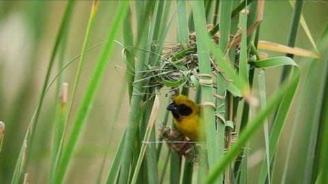 Asian Golden Weaver bird creating a nest on a branch of Lesser Bulrush tree or Narrowleaf cattail in a good environment. 