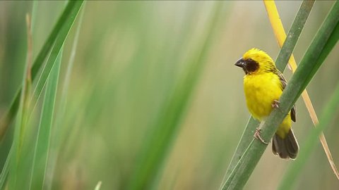 Asian Golden Weaver Bird standing and watching the nest created on a branch of Lesser Bulrush tree or Narrowleaf cattail 
that swing along the wind in a good environment. 