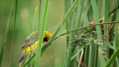 Asian Golden Weaver Bird standing and watching the nest created on a branch of Lesser Bulrush tree or Narrowleaf cattail 
that swing along the wind and then fly far away ,in a good save environment. 