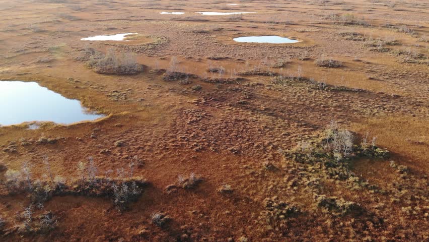 Aerial drone flying over the siberian swamp in autumn