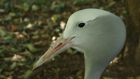 Close up of blue crane's head, then the camera zooms out to show full body of crane standing behind a fence in the enclosure.