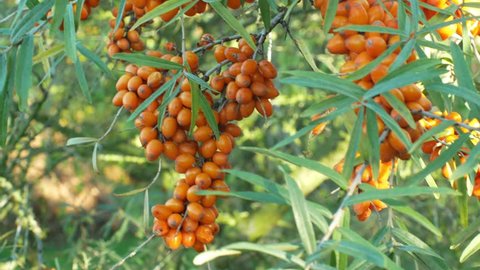 Common sea buckthorn Hippophae rhamnoides, tree and the bush fruit bearing berry, plant in family Elaeagnaceae, traditional medicine, food, contains high vitamin C, Europe and Asia