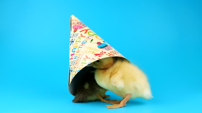 duck with birthday hat