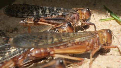 Several grasshoppers are standing. One walks forward to a cut blade of grass, grabs it with mouth and seems to chew it.