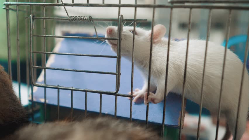 white mice cage