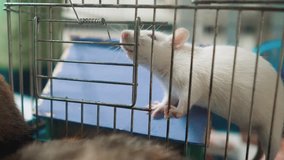white mouse rat in pet lifestyle cage. slow motion video. rat mouse animal concept pets. Funny lifestyle white rat in a cage (selective focus on the rat eyes)