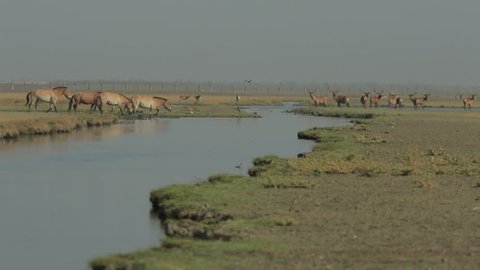 Herd of przewalski horses crossing the swamp in a field with deers at background (1080p, 50fps)