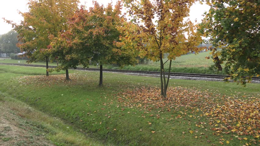 Trees in autumn. Autumn trees and leaves. Railroad in the park.
