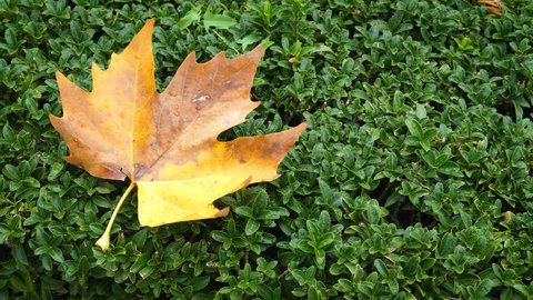 A yellow maple (Acer saccharum) leaf lies on a hedge from Euonymus japonicus Microphyllus. Close up.