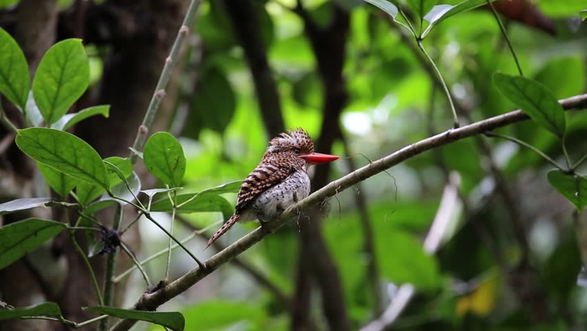 The Banded kingfisher is standing on the branch in the forest.