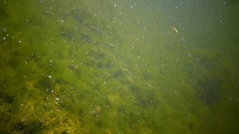 Tadpoles, young frogs in a pond among green algae