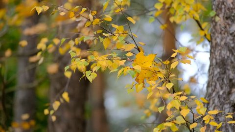 Shallow Focus View Of Small Stock Footage Video 100 Royalty Free Shutterstock