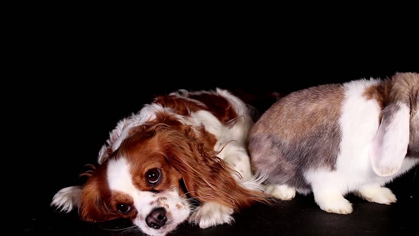 Rabbit dog together pets animals sibling rivalry sad puppy