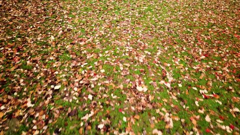 Tracking shot over Autumn fall leaves on lawn