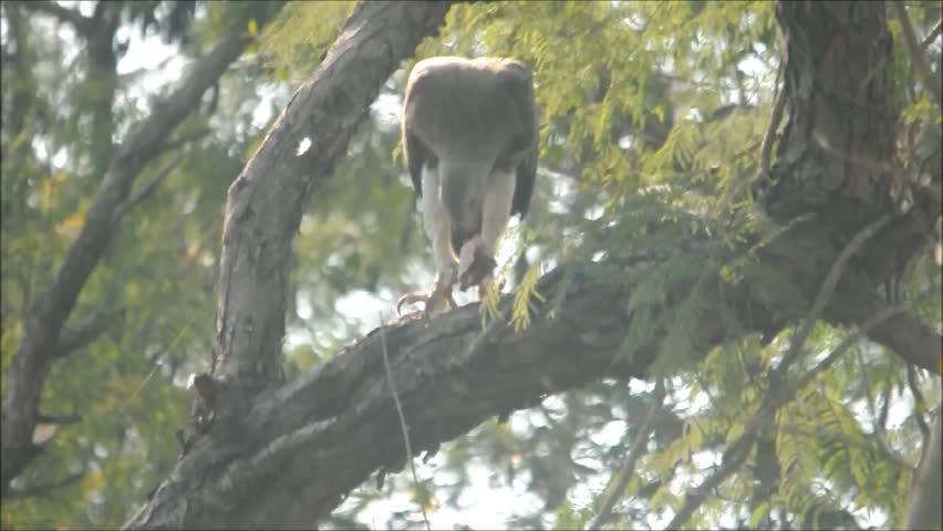 Fishing Eagle with Prey 