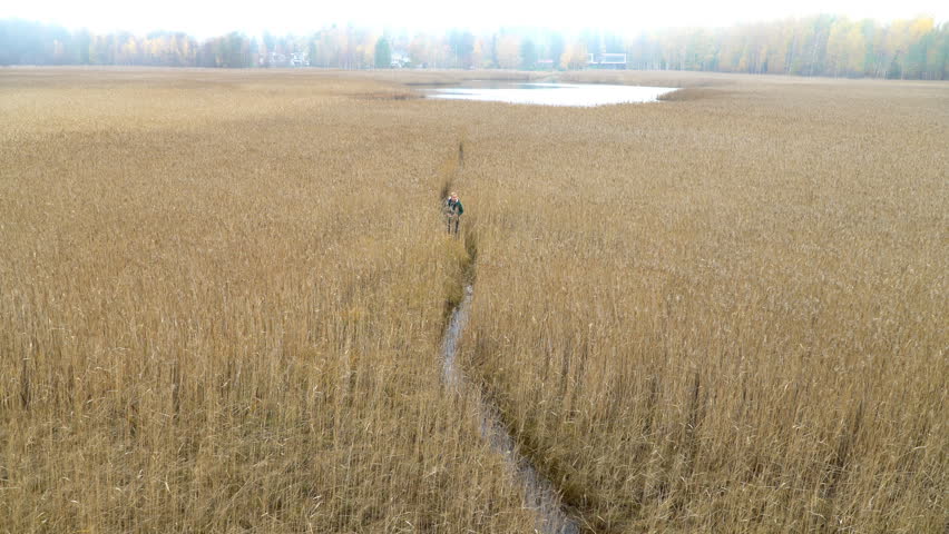 A middle-aged man with a backpack walks along a water path through reed beds on a lake, watching birds with binoculars in autumn in Finland
