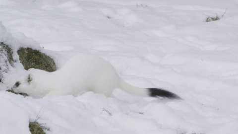 Stoat in the snow