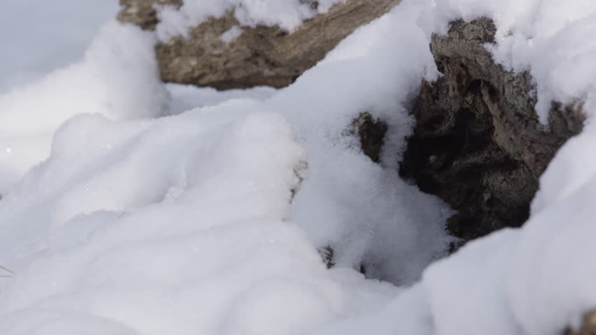 Stoat in the snow