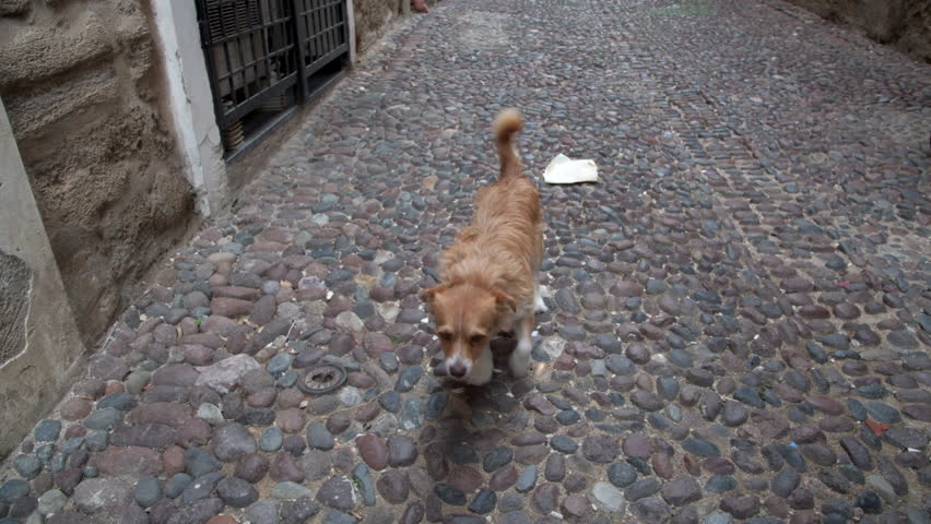 adorable dog walk in town
