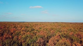 Landscape of autumn forest on a sunny day. Aerial view. Camera motion forward