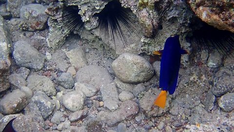 Yellowtail surgeonFish  in the coral reefs of the Gulf of Eilat, Red Sea