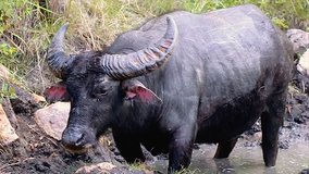 Beautiful footage of a black buffalo standing in a mud in Komodo National Park, Indonesia. 
