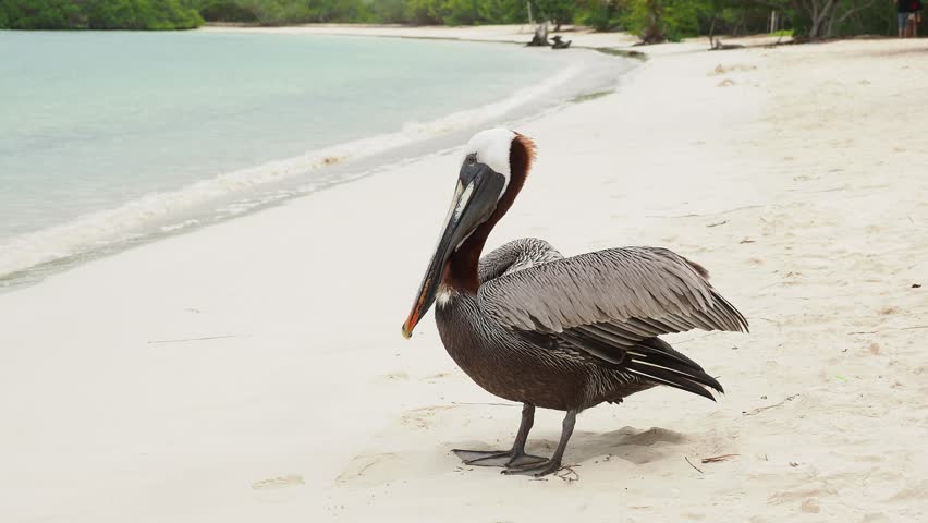 Print of Pelican flying at Tortuga Bay on Isla Santa Cruz in Galapagos Ecuador