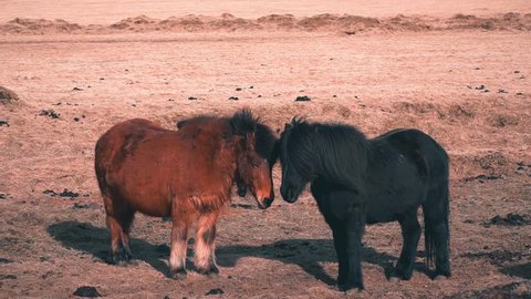 Couple of Icelandic Ponies grazing together, shot in Southern Iceland