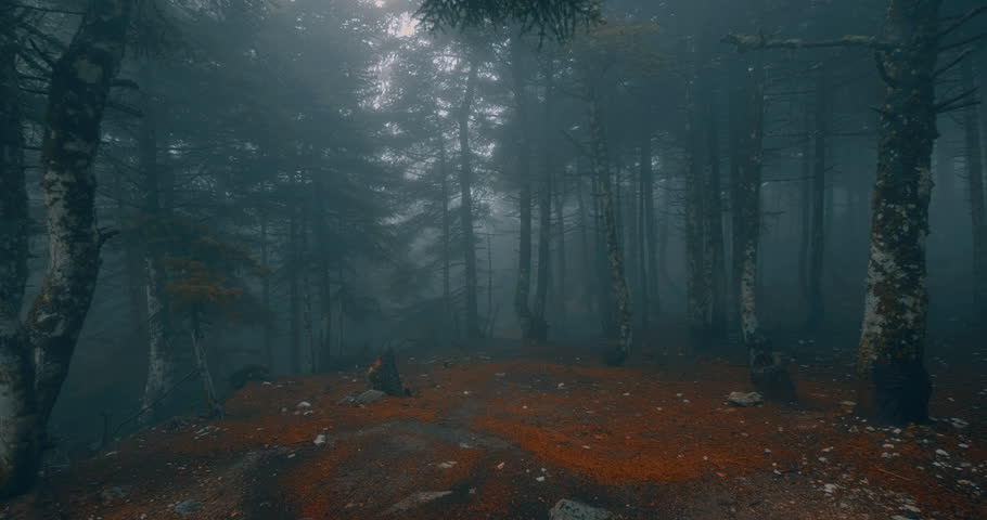 Scary mystical dark foggy autumn/winter forest in motion.Gimbal steadicam movement as we walk in or past a fairy tale like forest with tall fir trees in heavy fog smoke and mist.Originated in10bit.