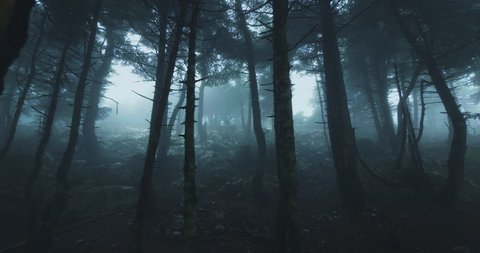 Scary mystical dark foggy autumn/winter forest in motion.Gimbal steadicam movement as we walk in or past a fairy tale like forest with tall fir trees in heavy fog smoke and mist.Originated in10bit.