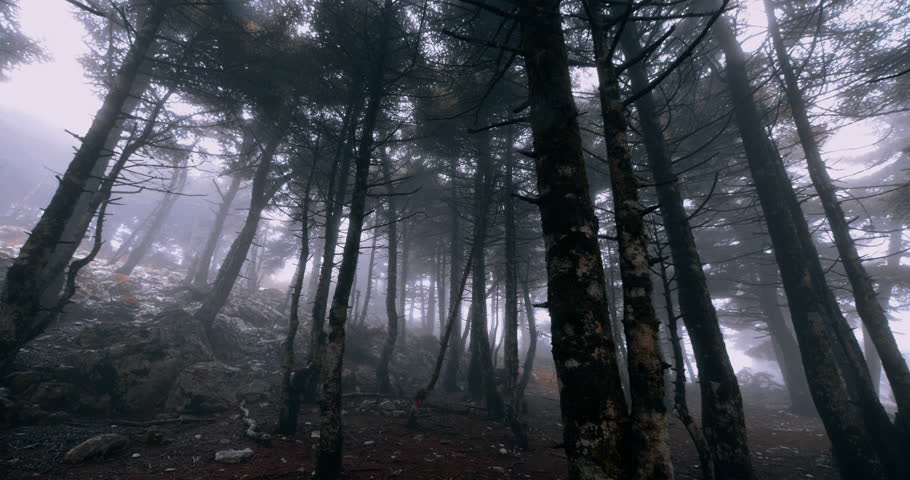 Scary mystical dark foggy autumn/winter forest in motion.Gimbal steadicam movement as we walk in or past a fairy tale like forest with tall fir trees in heavy fog smoke and mist.Originated in10bit. Royalty-Free Stock Footage #1018479016